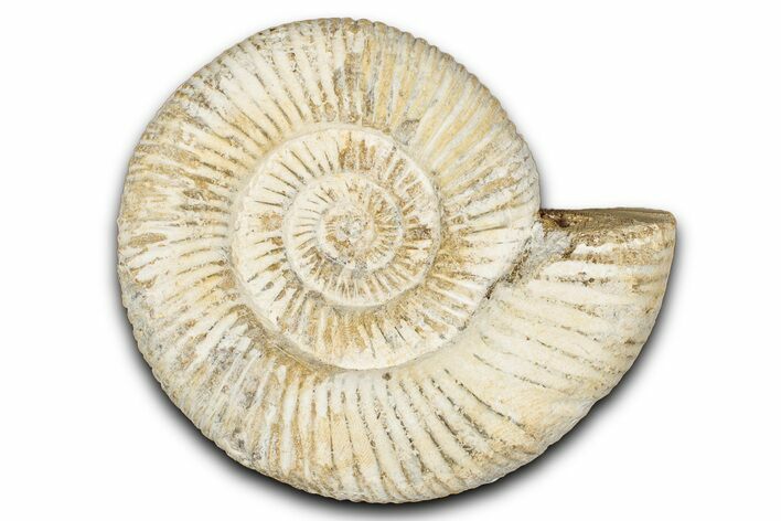 Jurassic Ammonite (Perisphinctes) Fossil - Madagascar #337691